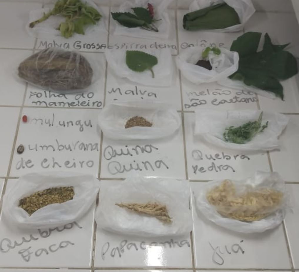 Foto de uma bancada com 11 tipos de plantas diferentes e seus respectivos nomes.